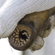 Image for article titled Watch an entire tub full of lampreys going crazy